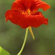 Nasturtium flower