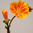 Nemesia flower