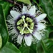 Passion Flower