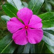 Periwinkle flower