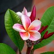 Plumeria flower 