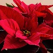 Poinsettia flower