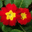 Polyanthus flower