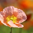 Poppy Anemone flower