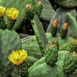 Prickly Pear flower