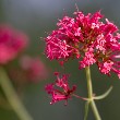 Red Valerian