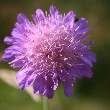 Sea Thrift flower