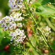 Sweet Alyssum flower