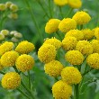 Tansy flower