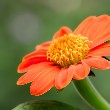 Tithonia flower