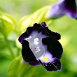 Torenia flower