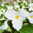 Trillium flower