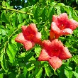 Trumpet Vine flower