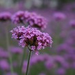 Verbena flower