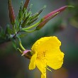 evening primrose flower