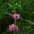 shame plant flower