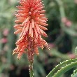 Aloe Vera flower