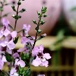 Angelonia flower