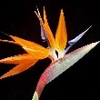 Bird of Paradise flower