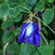 Blue Pea flower