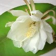 Brahma Kamal flower