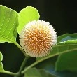 Bur Flower