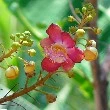 Cannonball flower