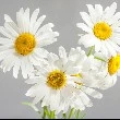 Chamomile flower