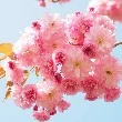 Cherry Blossom flower