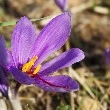 Cobra saffron flower