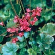 Coral Bells flower