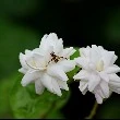 Crape Jasmine flower