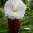 Crepe Ginger flower