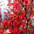 Indian Barberry flower