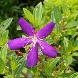 Indian Rhododendron flower
