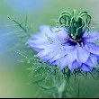 Nigella flower