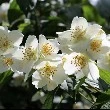 Night blooming Jasmine flower