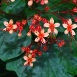 Pagoda flower