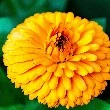 Pot marigold flower