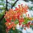 Royal Poinciana flower