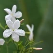 Star Jasmine in hindi and english flowers name