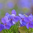 Sweet Violet flower