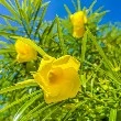 Yellow Oleander flower