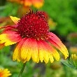 	
Blanket Flower