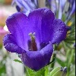 canterbury bells flower