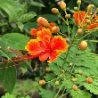 cluster fig flower