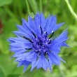 Cornflower