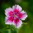 dianthus flower