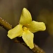 forsythia flower