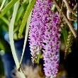 foxtail orchid flower